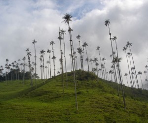 Valle de cocora Fuente Uff.travel