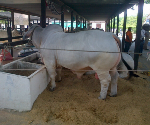 Feria-Ganadera-Valledupar-foto-Juan-Camilo-Galvan-@JuanCamiloGV-via-twitter